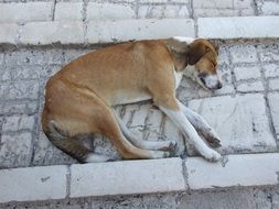 red dog sleeps on the street