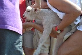 white lamb in the arms