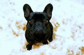 picture of the black Bulldog Puppy