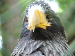 Steller's sea eagle head close up, Haliaeetus pelagicus