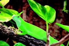 bright green lizard on a branch