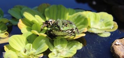 beautiful and cute colorful Frog on the leaves