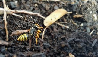 dead wasp