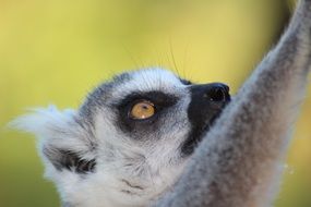 Lemur Wild Animal close portrait