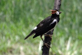 asian pied starling in wildlife