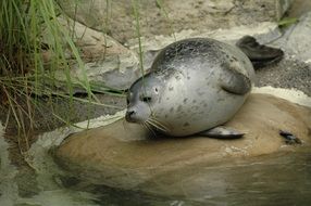 picture of the Seal in the zoo