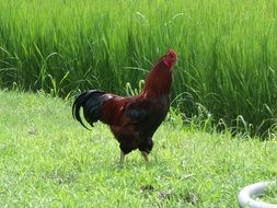 black-brown rooster on a farm