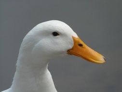 snow-white duck with an orange beak