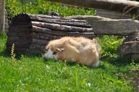 fluffy red guinea pig