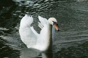 swan spreading wings on the water close-up