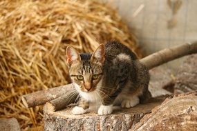 domestic cat sitting on the stump