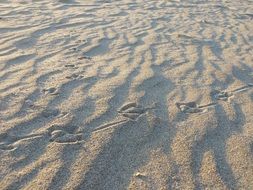 traces of seagulls in the sand