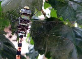 Dragonfly or ictinogomphus rapax