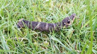 Picture of the Caterpillar on a field