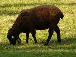 black sheep eating grass in a meadow