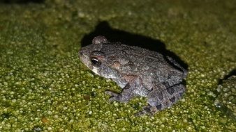 gray tree frog in wildlife