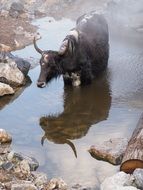mountain cow stands in water