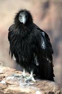 California Condor Bird