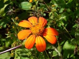 field flower in insects
