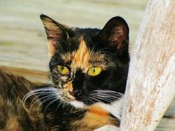 portrait of a red-haired black cat