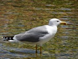 sea bird standing in water