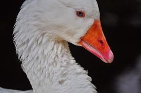 White kaczor bird