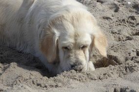 Golden Retriever in the sand