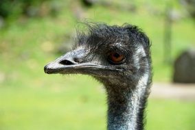 head of a black ostrich on a green background