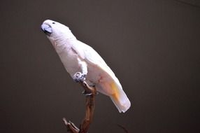Moluccan Cockatoo on a branch