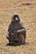 baboon with baby in africa