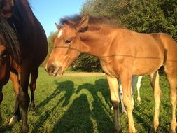 horses with foal among nature on a sunny day