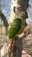 wild green parrot in spring