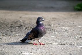 free pigeon standing on ground