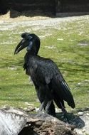 Ground-Hornbill Bird