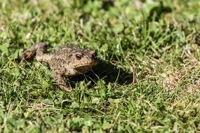 common toad on green grass