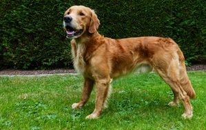 Brown friendly doggy in a garden