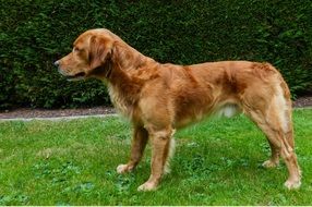 young golden retriever in profile