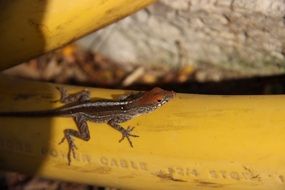 lizard on the yellow pipe