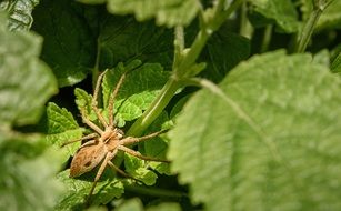 big spider on green stalk