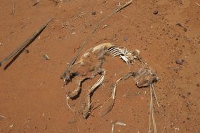 dead animal in the sand in the desert
