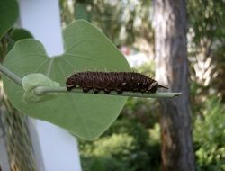 Caterpillar in the Wildlife