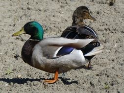 wild ducks on ground