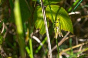 ggrasshopper on a green leaf of a bush