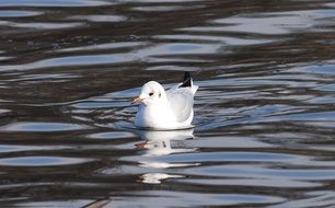 Gull Resting on water