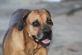 faithful domestic dog