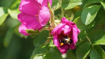 Hummel in Flower