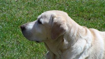 labrador lies on green grass and looks away