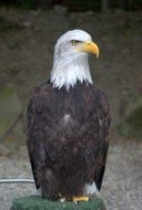 white-tailed eagle close-up