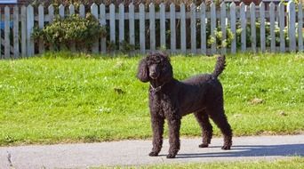 black poodle on a sunny day