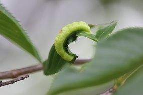 Hornworm on Green leaf close-up